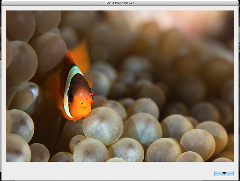 Focus-Points shows you exactly where your camera focused on